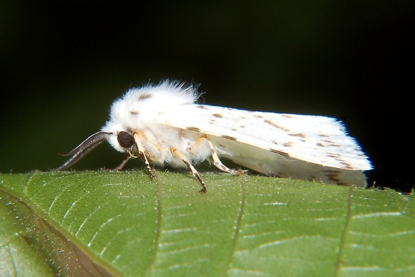 Spilosoma .... ID